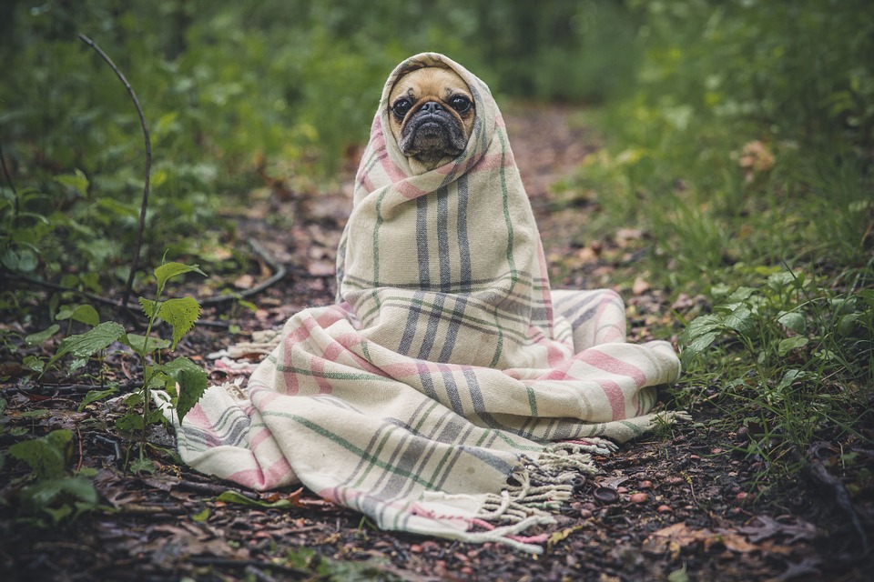 o noapte de cane